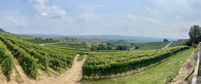 Walter Salvano viña