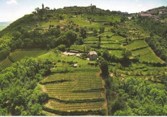 Marino Colleoni viña