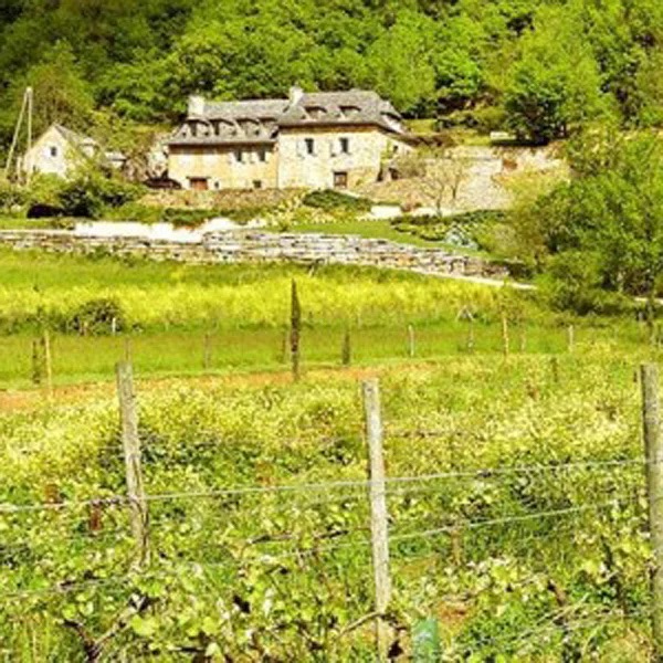 Nicolas Carmarans viña