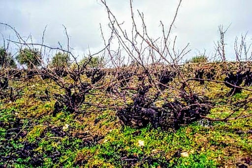 Valle del Duero-viña