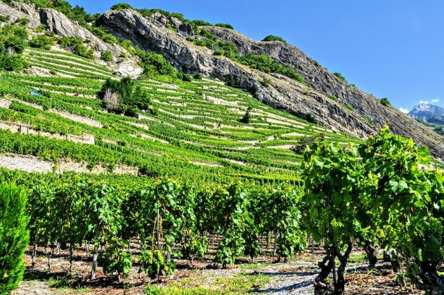Vallée du Rhone-Côtes du Rhône septentrional
