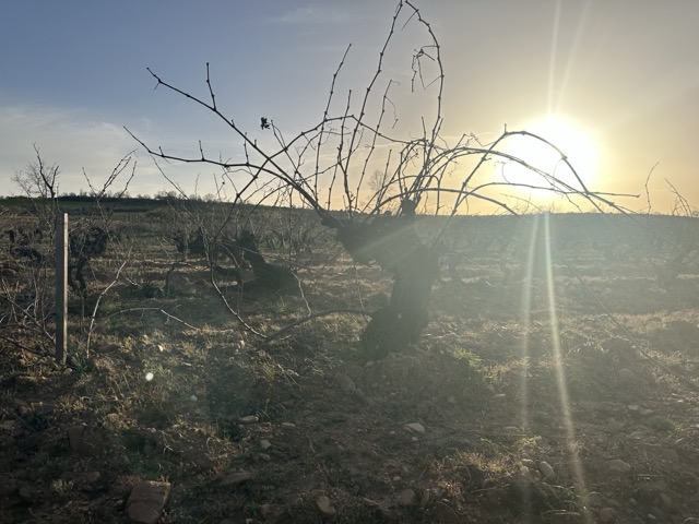 Vinos el Serbal viña