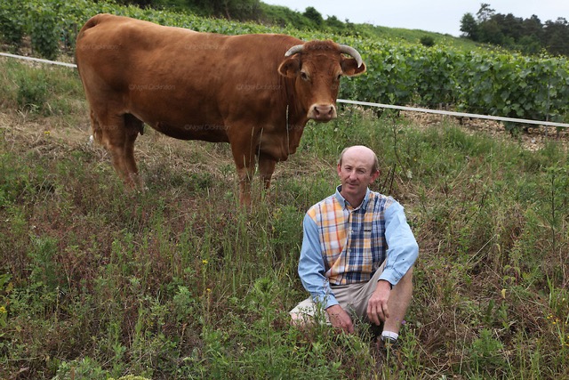 Vouette & Sorbée viña