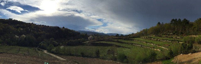 Fazenda Agricola Augalevada viña