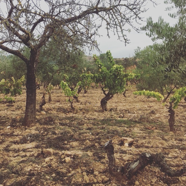 Joan-d'Anguera-Viña