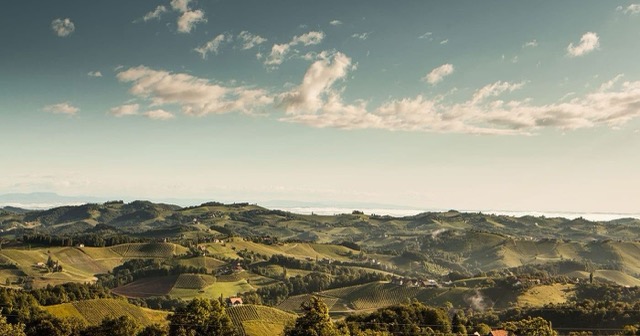Steiermark Viña
