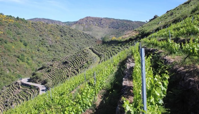 Domaine Villet viña