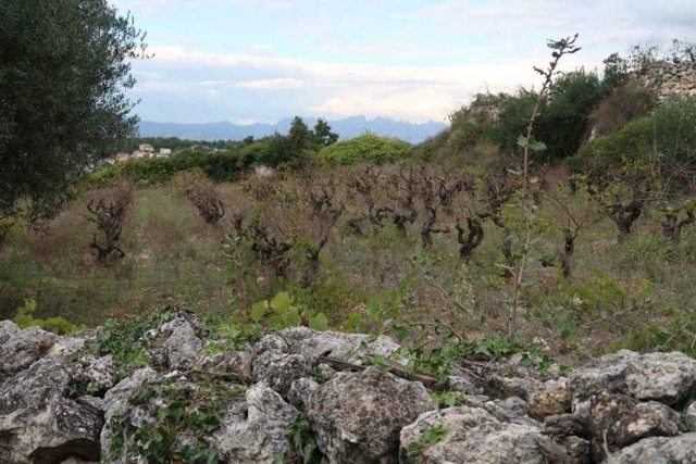 Enlaire Vins viña
