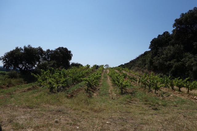 L'Anglore viña