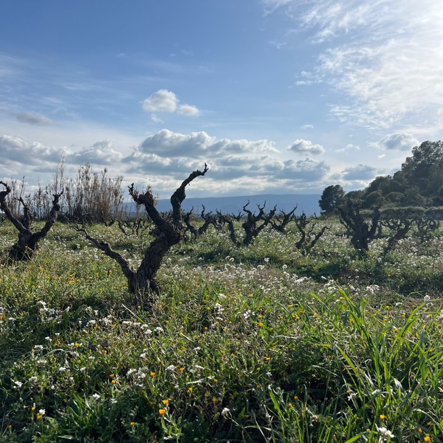 Single vineyards viña