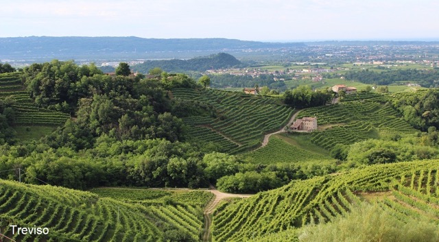 Veneto viña