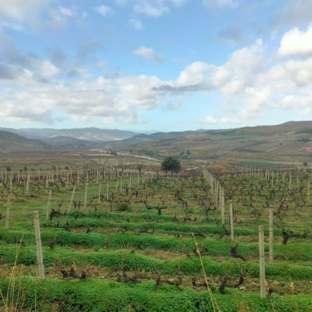 A'vita viña