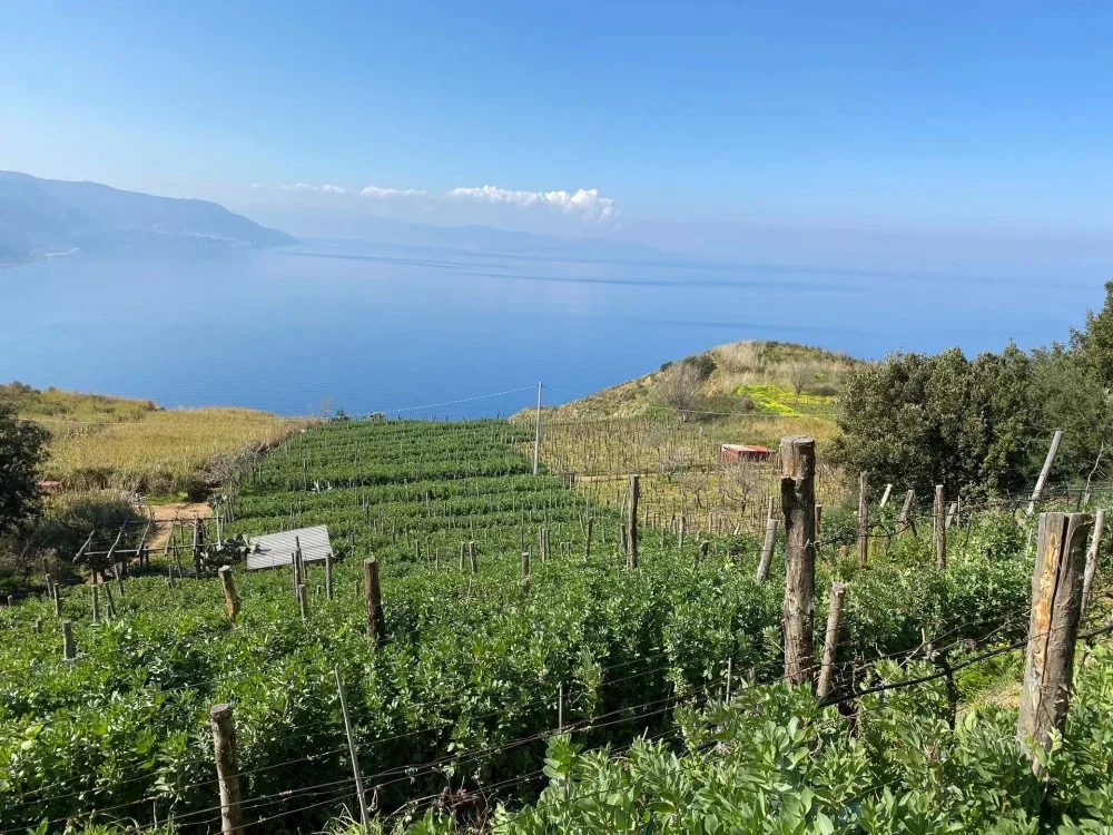 Calabria viña
