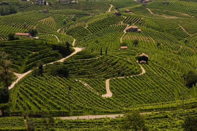 Lombardia viña