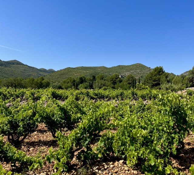 Agrícola Molineta viña