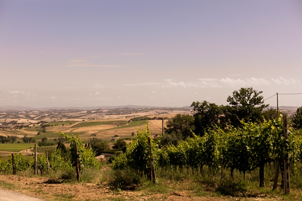 Il Paradiso di Manfredi viña