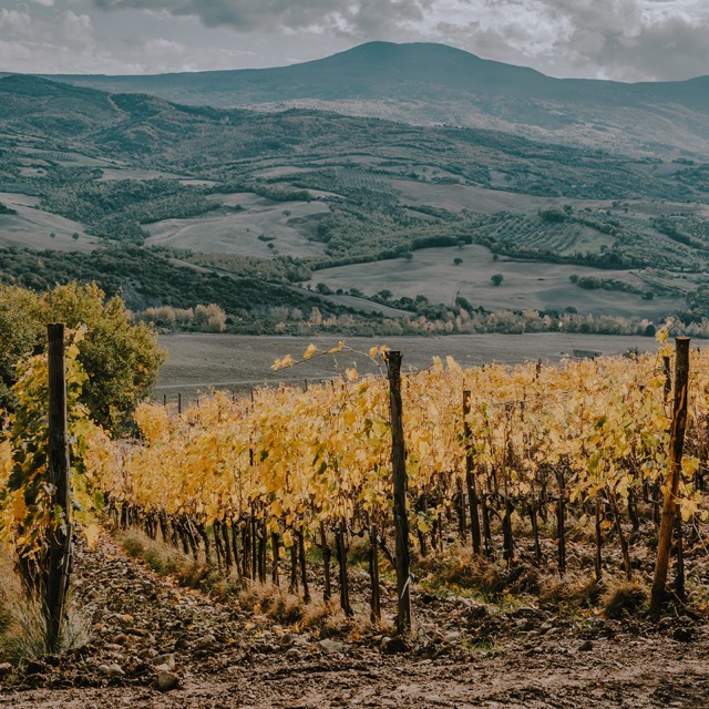 Podere Le Ripi viña