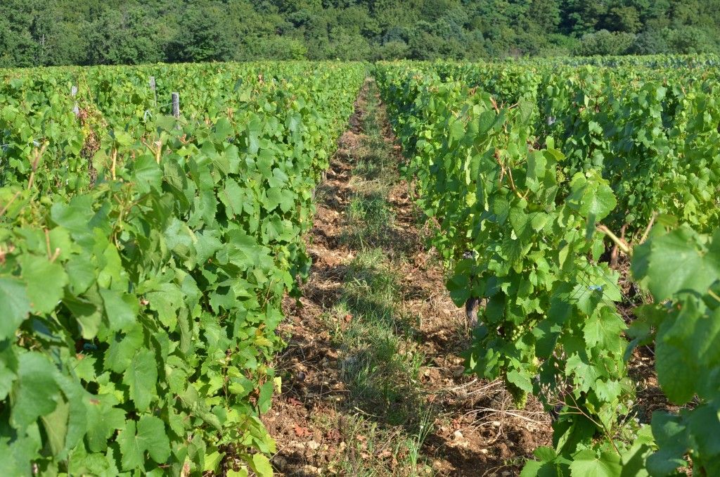Domaine Robert-Denogent viña